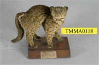 藏品(石虎)的圖片